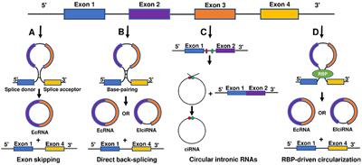 Circular RNAs and Cardiovascular Regeneration